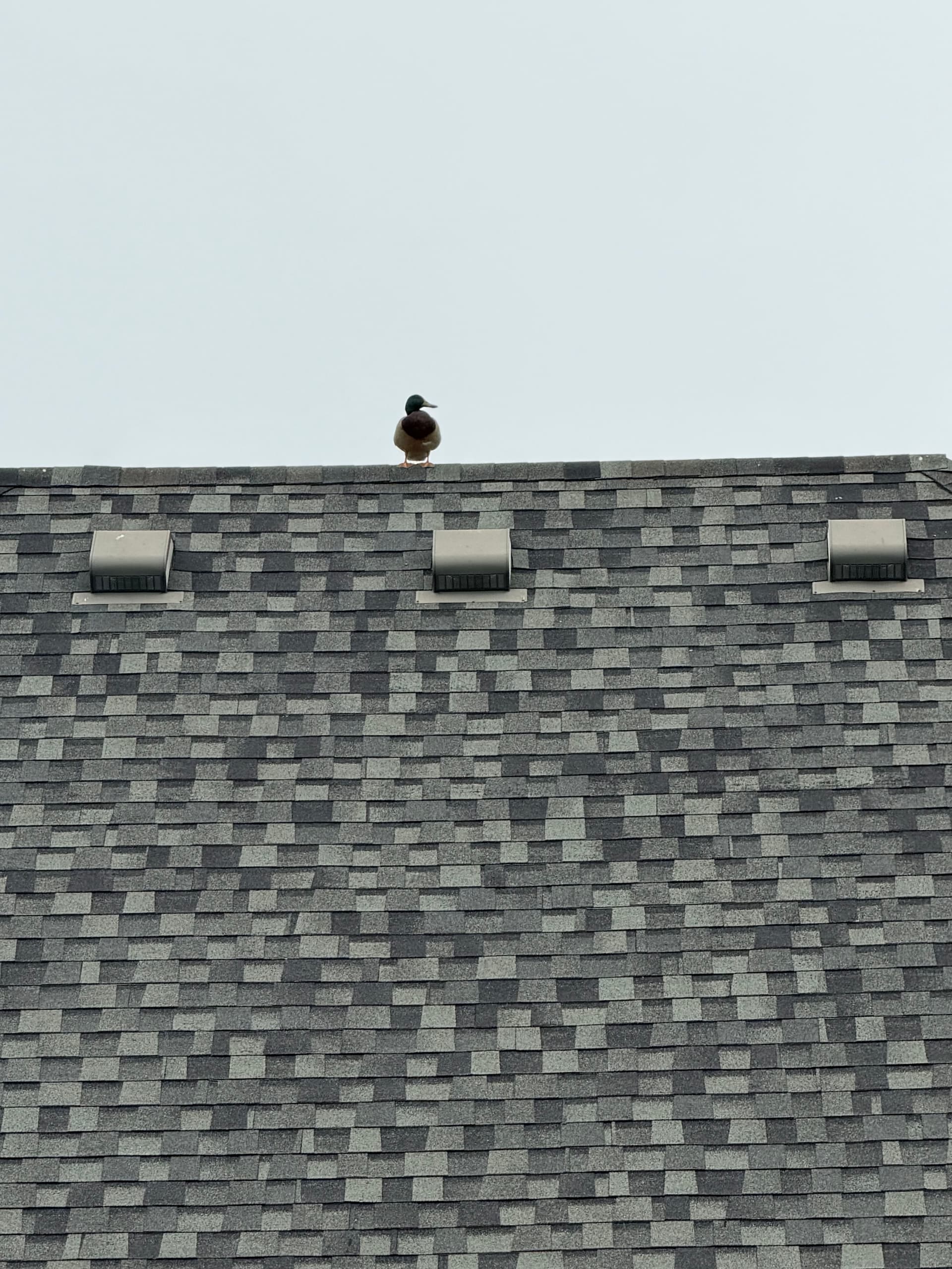 Gallery photos for Water-Fed Window Cleaning Gets Crystal Clear Results in Enid Oklahoma: Image #2